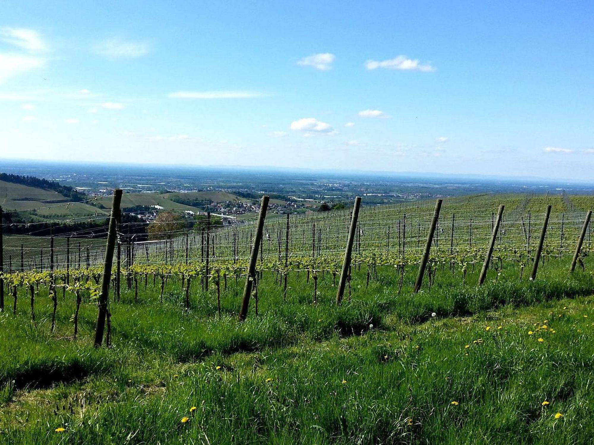 Ferienhof Vordere Alm Oberkirch Kültér fotó