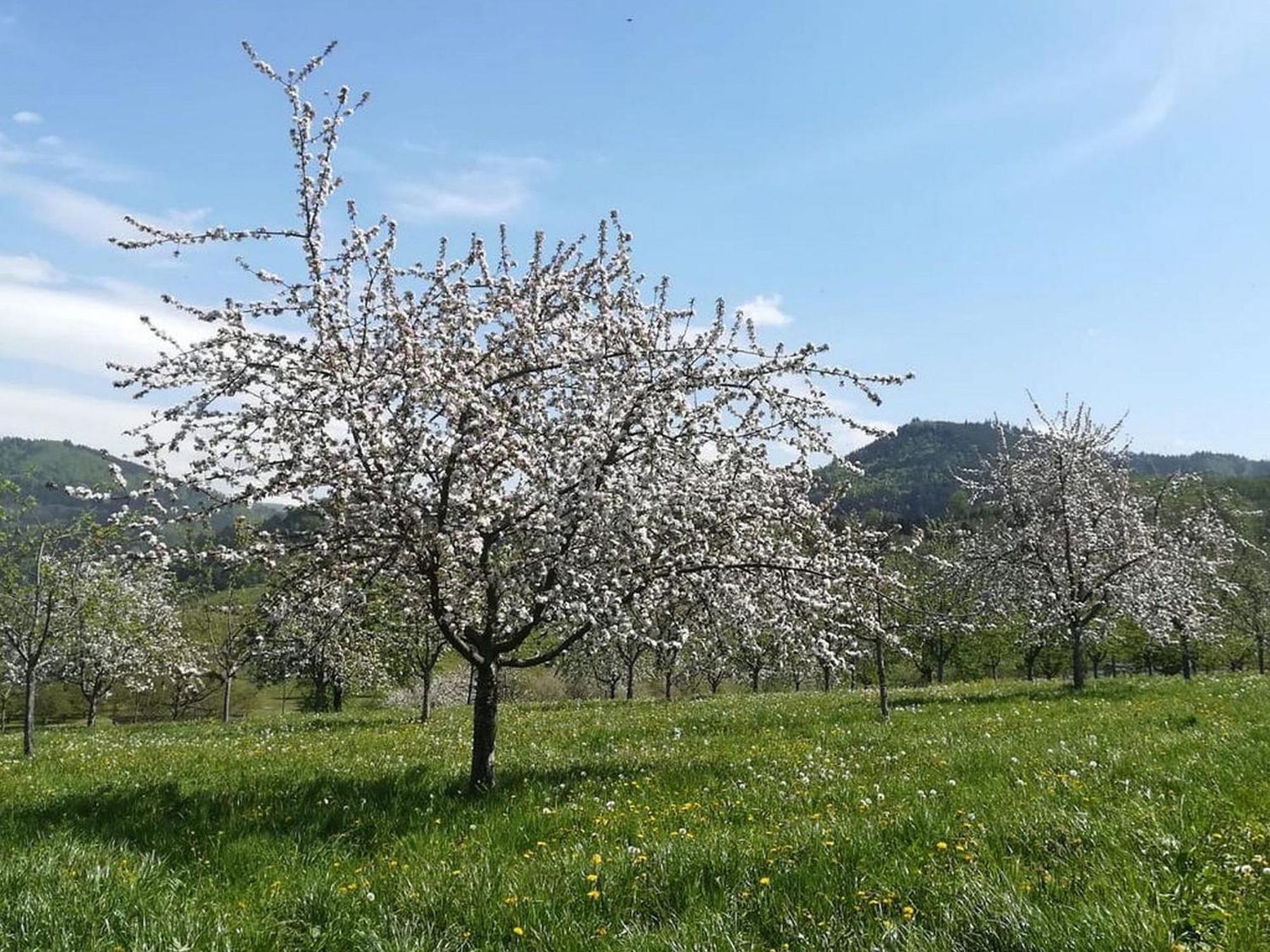 Ferienhof Vordere Alm Oberkirch Kültér fotó
