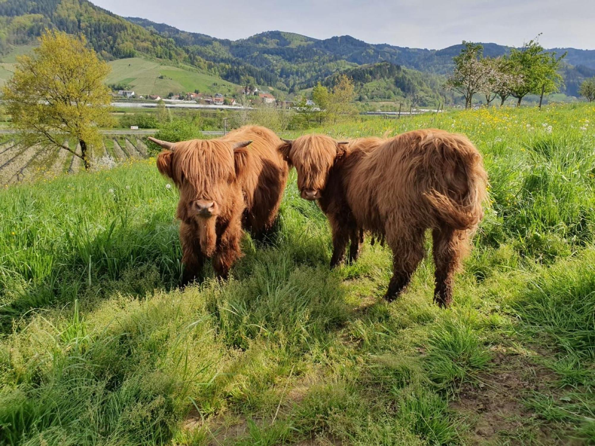 Ferienhof Vordere Alm Oberkirch Kültér fotó